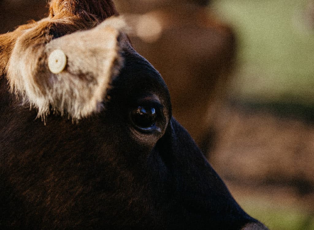 Close up of a cows eye - Trinity Manor Farm