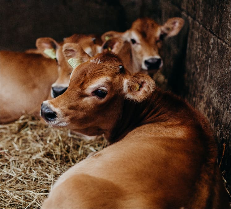Herd of Cows relaxing - Trinity Manor Farm